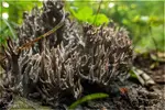 15mm_grey_coral_4k_1800.webp