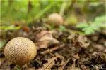 15mm_puffball_01_4k_1800.webp