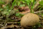 15mm_puffball_4k_1800.webp