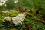 15mm_slime_mold_01_4k_1800.webp