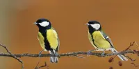 kjttmeis-2-foto-shutterstock-ntb-scanpix-kopi.webp
