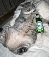 image.webp