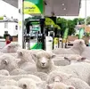 sheep.webp