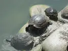 turtles 2.webp