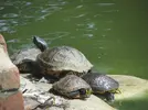 turtles.webp