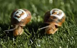 snail-races.webp