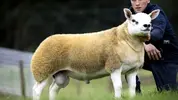 1637403699424.webp