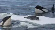 no-chance-for-the-seal-1.webp