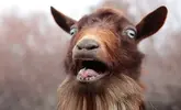 shocked-goat.webp