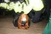 images.webp