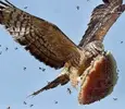 buzzard.webp