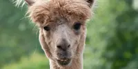 alpaca-04.webp