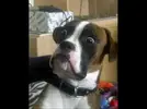 hqdefault.webp