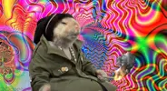 stoned-rat.jpg