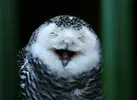 funny_owls_14.webp