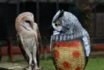 funny_owls_19.webp