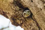 owl-photography-16.webp