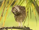 owl-photography-5.webp