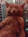 1413884015164_wps_45_Who_says_animals_can_t_sm.webp