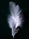 A_single_white_feather_closeup.webp