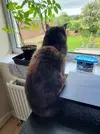 puss in bedroom.webp