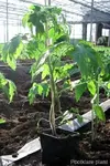 tomatenplant_klaar_om_te_planten8.webp