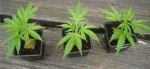 wietplant-wiet-stekken-kopen.webp