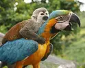 monkey-parrot_1743_3218284k.webp