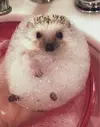 15+ Bathing Animals That Will Splash A Smile On Your Face.webp