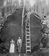 California-redwood-loggers-early-20th-century.1.webp