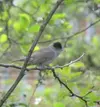 BLACKCAP MALE.webp