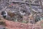 REED BUNTING MALE.webp