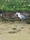 Heron.webp