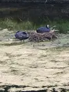 coots.webp