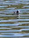 coot 2.webp