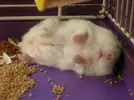 hamster.webp