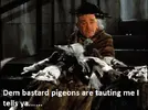 feed-the-birds aldo.webp