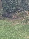 rabbit 1.webp