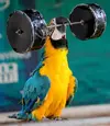 athletic_birds_640_02 (1).webp