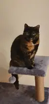 Peaches cute.webp