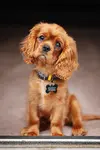Fudge 002.webp