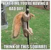 squirrel.webp