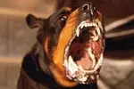 Rabid+dog.webp