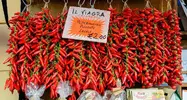 1280px-Capsicum_-Chili_-_Peperoncino_-_Il_Viagra_Calabrese_-_Calabria_-_Italy_-_July_17th_201...webp