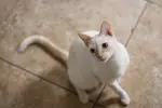 17 Dec 2018 part 2 007 - Copy.webp