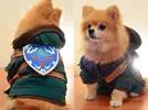 the_legend_of_zelda_dog_costume_1.webp