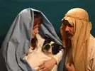 dog-nativity.webp