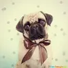 dapper-dog-funny-cuteimages.net.webp