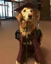 dog-grad.webp