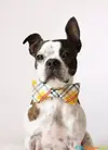 dapper-dog-funny-cuteimages.net (1).webp